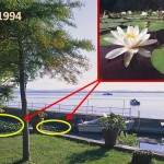 Cliquez sur la vignette pour obtenir un agrandissement.