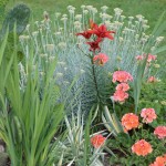 Cliquez sur la vignette pour obtenir un agrandissement.