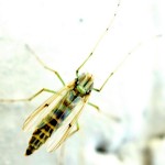 Cliquez sur la vignette pour obtenir un agrandissement.