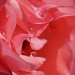 Cliquez sur la vignette pour obtenir un agrandissement.