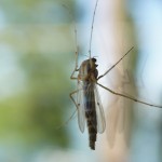 Cliquez sur la vignette pour obtenir un agrandissement.