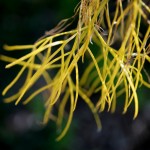 Cliquez sur la vignette pour obtenir un agrandissement.