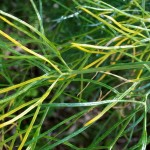 Cliquez sur la vignette pour obtenir un agrandissement.