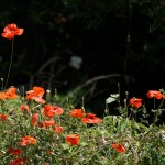 Cliquez sur cette vignette pour obtenir un agrandissement.