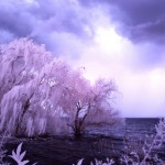 Cliquez sur la miniature pour obtenir un agrandissement.