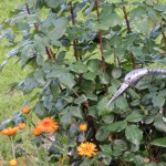 Cliquez sur cette vignette pour obtenir un agrandissement.