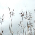 Cliquez sur cette vignette pour obtenir un agrandissement.