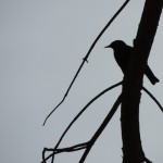 Cliquez sur cette vignette pour obtenir un agrandissement.