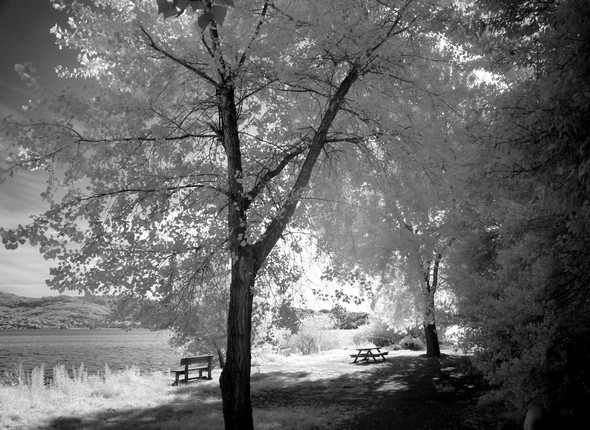 Grand espace vert à côté de la plage de l'Isola Maggiore.