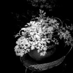 Cliquez sur cette vignette pour obtenir un agrandissement.