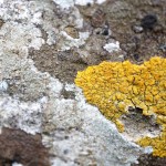 Cliquez sur cette vignette pour obtenir un agrandissement.