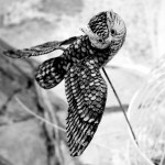 Cliquez sur cette vignette pour obtenir un agrandissement.