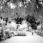 Cliquez sur cette vignette pour obtenir un agrandissement.