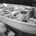 Clicca su questa foto per ingrandire