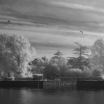 Cliquez sur cette vignette pour obtenir un agrandissement.