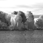 Cliquez sur cette vignette pour obtenir un agrandissement.