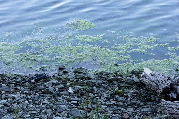 Au bord de l'Isola Maggiore - MAI 2012.