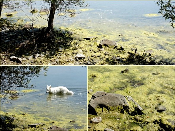 Ce que je ne fais plus désormais : laisser mon chien aller boire l'eau du lac dans ces conditions !