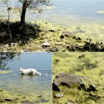 Cliquez sur cette vignette pour obtenir un agrandissement.