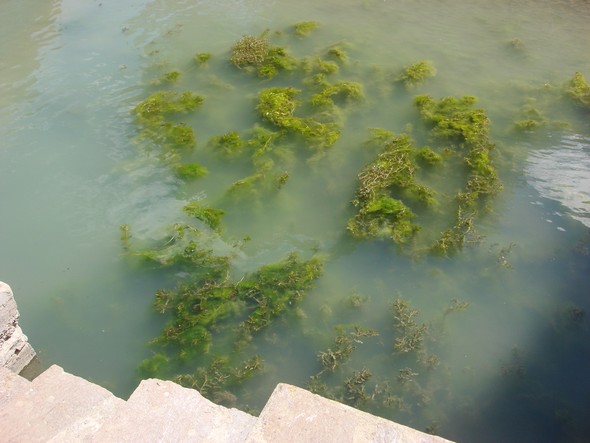 Le long de l'escalier de notre quai - MAI 2009, période où le niveau du lac était très bas.