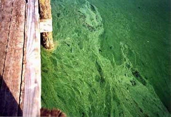 Amas de cyanobactéries.