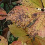 Cliquez sur la vignette pour obtenir un agrandissement.