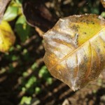 Cliquez sur la vignette pour obtenir un agrandissement.