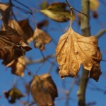 Cliquez sur la vignette pour obtenir un agrandissement.