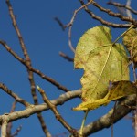 Cliquez sur la vignette pour obtenir un agrandissement.