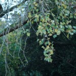 Cliquez sur la vignette pour obtenir un agrandissement.