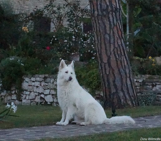 Aïka, notre Berger suisse blanc, pose avec son "professionnalisme" habituel dans notre jardin...