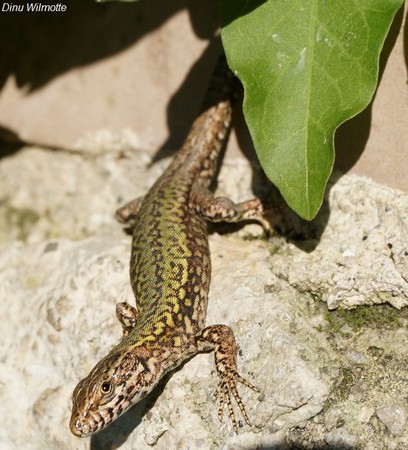 Un premier lézard sort enfin de sa cache...