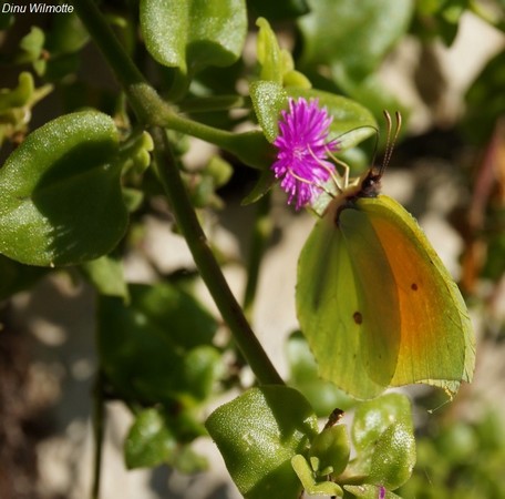 Admirez la tenue de camouflage de ce papillon !