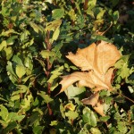 Cliquez sur la vignette pour obtenir un agrandissement.