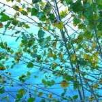 Cliquez sur la vignette pour obtenir un agrandissement.