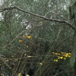 Cliquez sur la vignette pour obtenir un agrandissement.