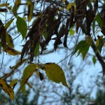 Cliquez sur la vignette pour obtenir un agrandissement.