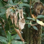 Cliquez sur la vignette pour obtenir un agrandissement.