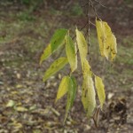 Cliquez sur la vignette pour obtenir un agrandissement.