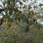 Cliquez sur la vignette pour obtenir un agrandissement.