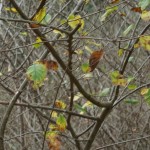 Cliquez sur la vignette pour obtenir un agrandissement.