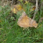 Cliquez sur la vignette pour obtenir un agrandissement.