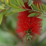 Cliquez sur la vignette pour obtenir un agrandissement.