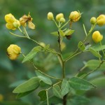 Cliquez sur la vignette pour obtenir un agrandissement.