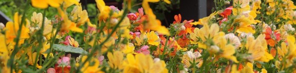 J'aime vivre entouré de fleurs, de couleurs et de lumière...