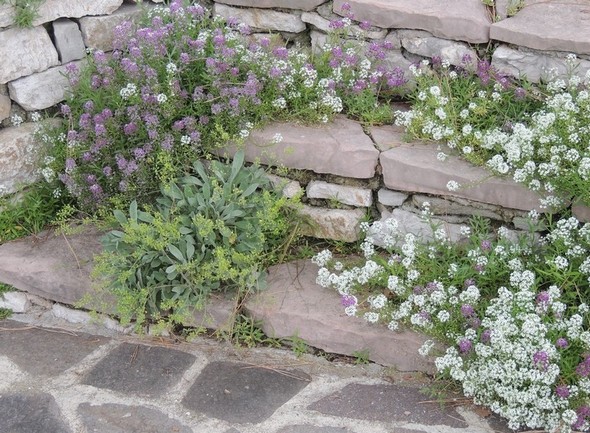 Toutes les structures sont agrémentées de fleurs. Ici, un petit escalier qui unit les deux niveaux de notre jardin.