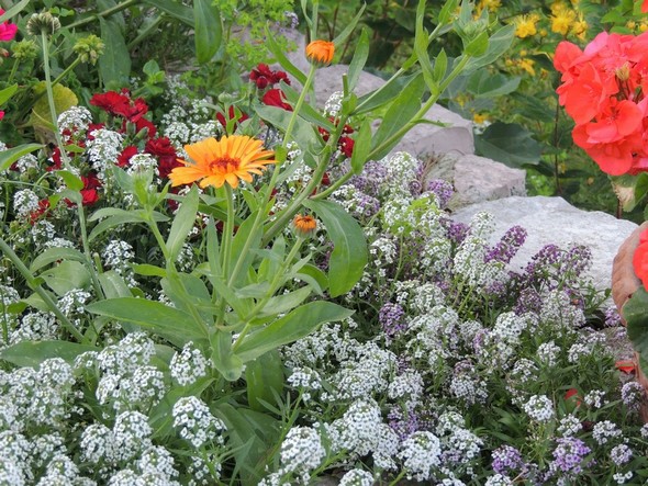 Le moindre muret est cerné de parterres harmonieusement bigarrés.