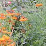 Cliquez sur la vignette pour obtenir un agrandissement.