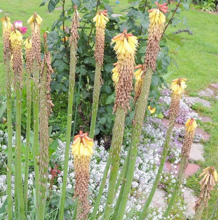 Le long de pas japonais, un autre parterre avec quelques plus hautaines, surplombant la "piétaille"... se