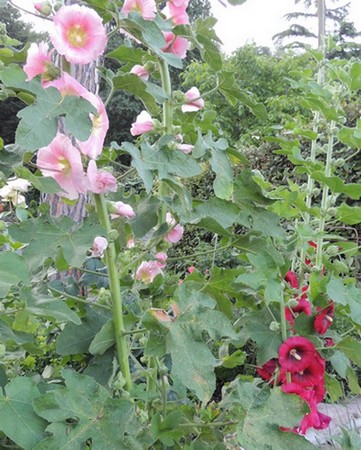 En hauteur aussi, les roses trémières commencent à prendre leur envol...